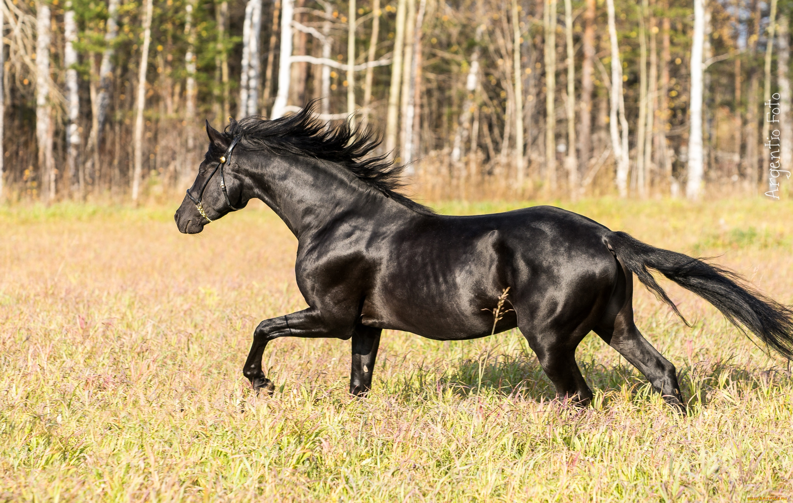 животные, лошади, вороной