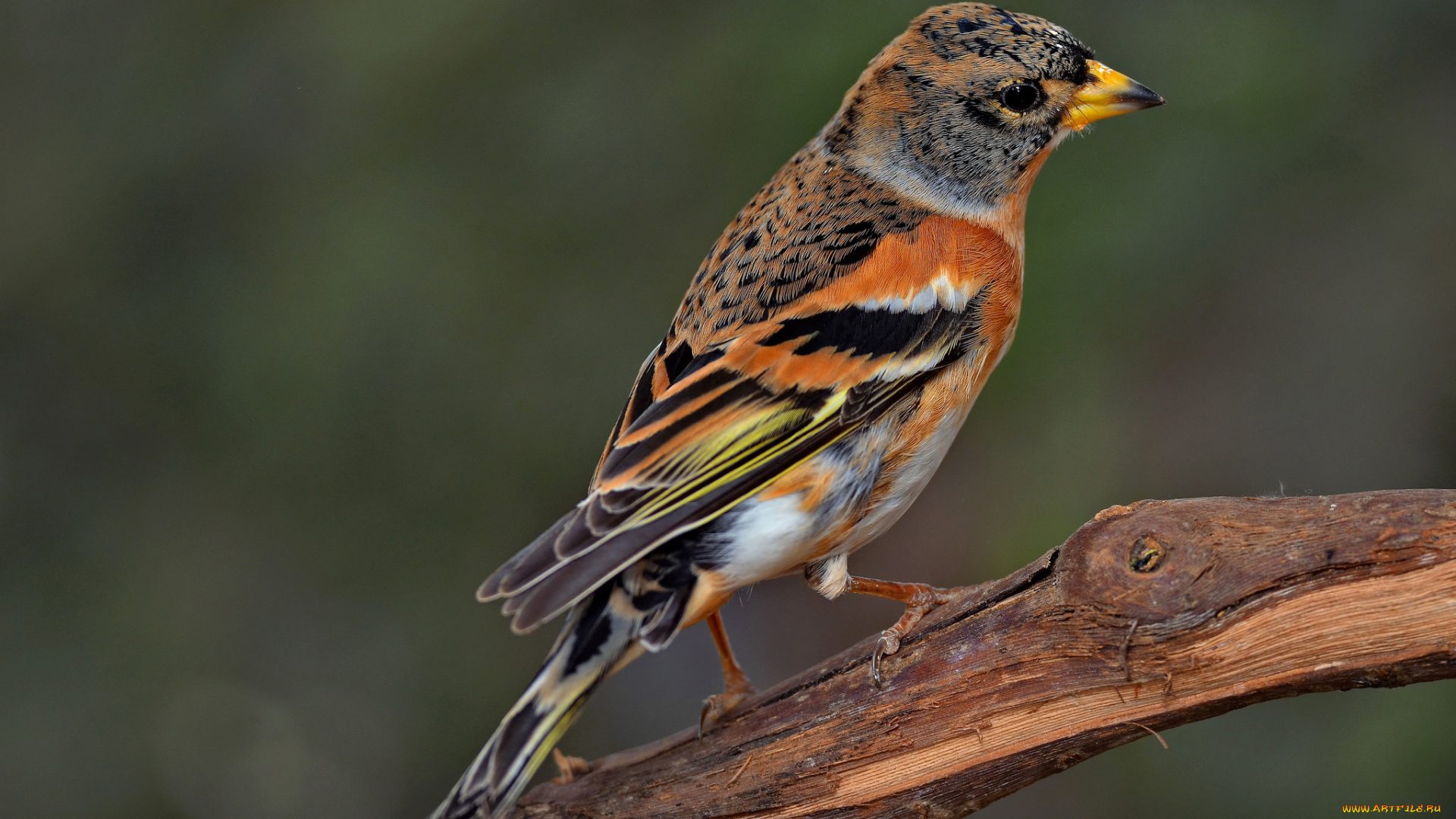 brambling, животные, птицы, вьюрок