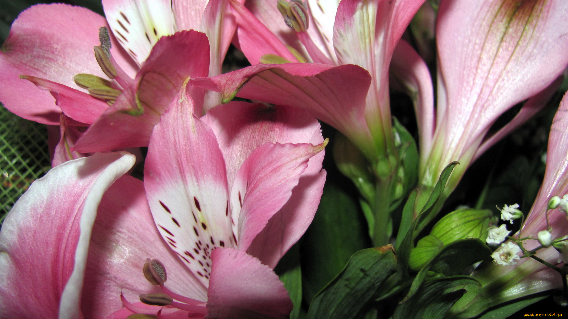 цветы, альстромерия, макро