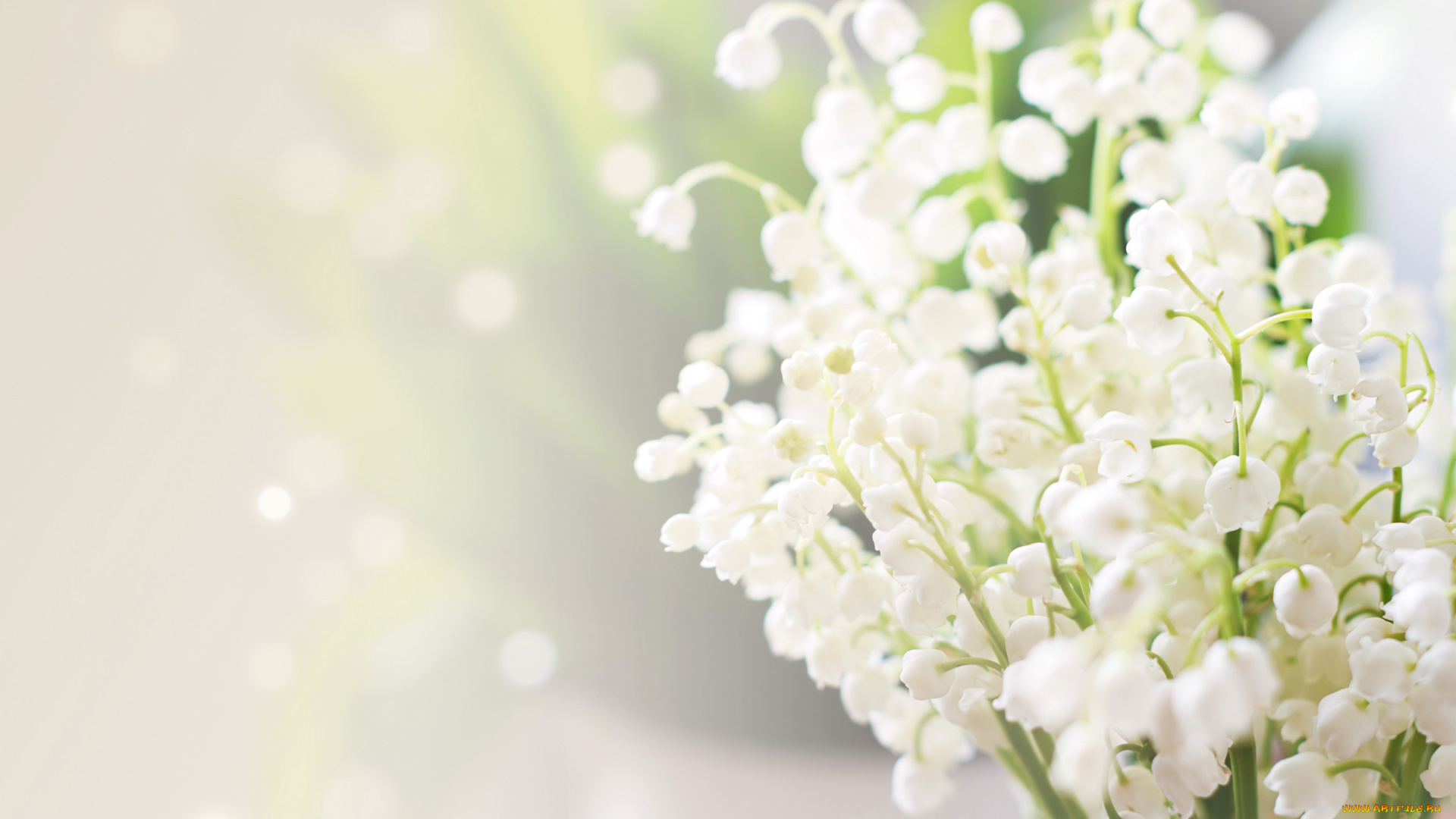 цветы, ландыши, боке, размытие, блики, макро, белые