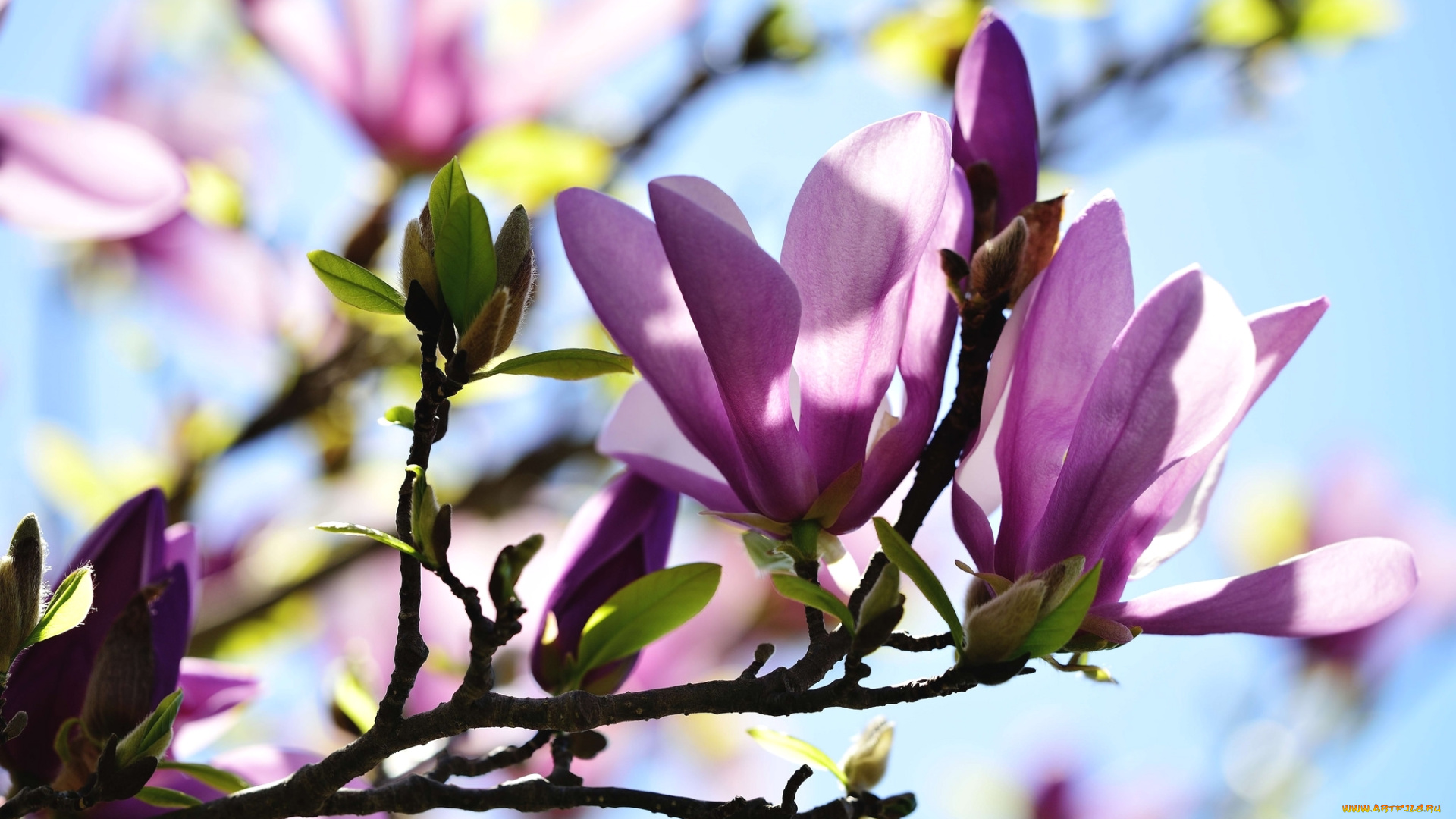 цветы, магнолии, ветка, магнолия, весна, макро, розовый, бутон