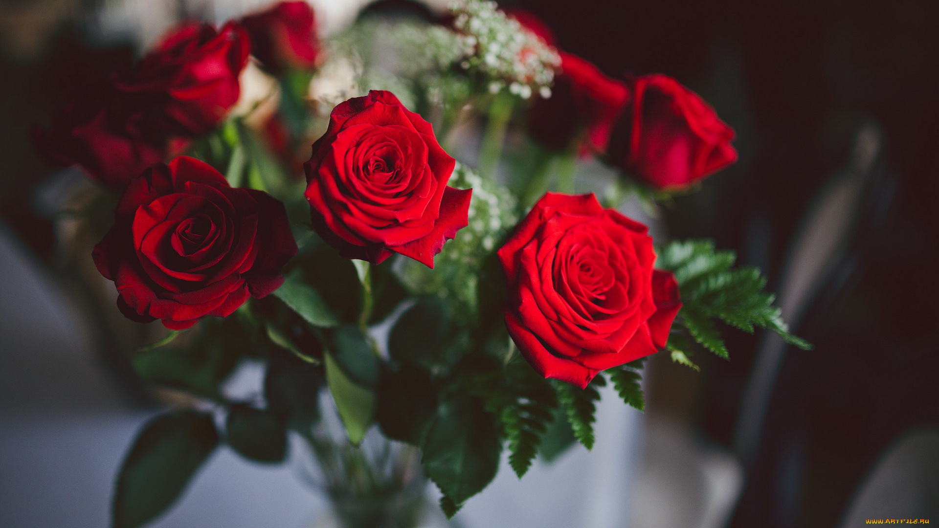 цветы, розы, красный