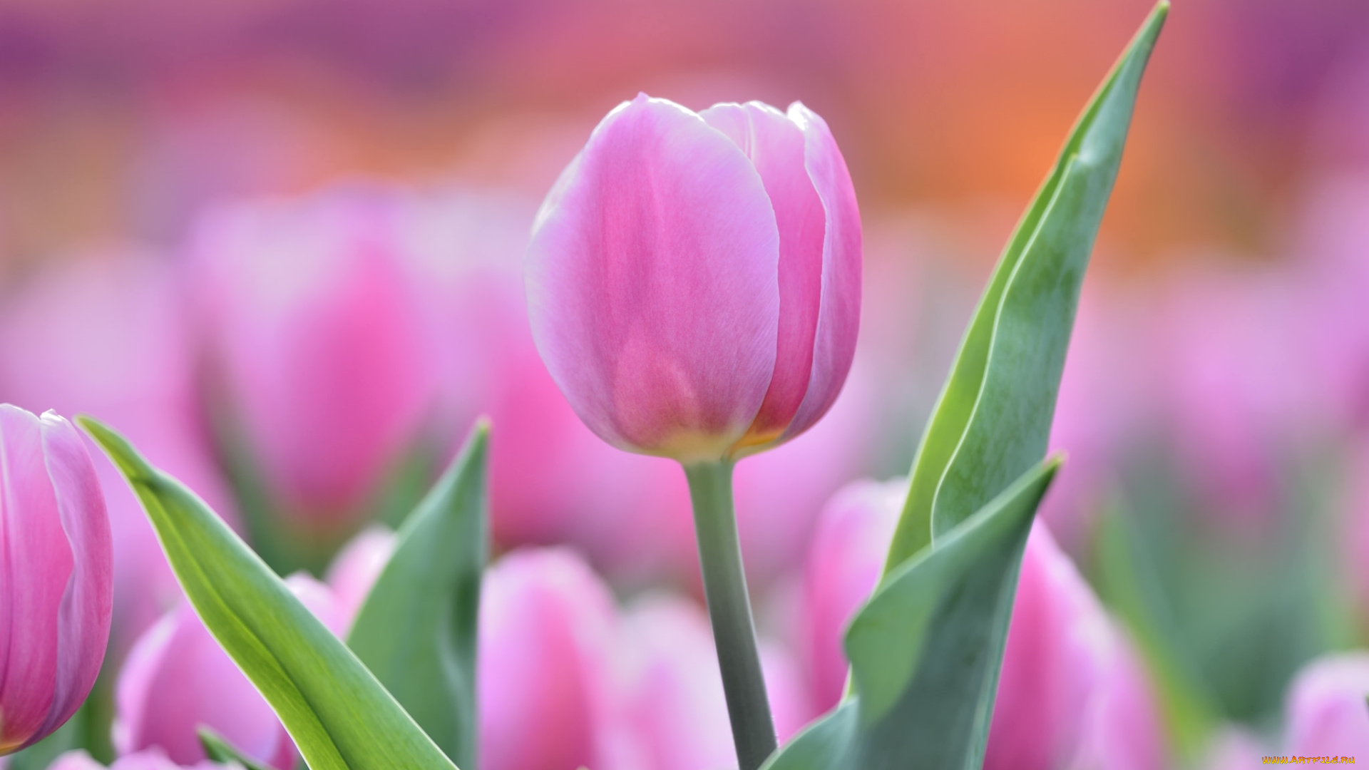 цветы, тюльпаны, нежность, бутон, тюльпан, розовый