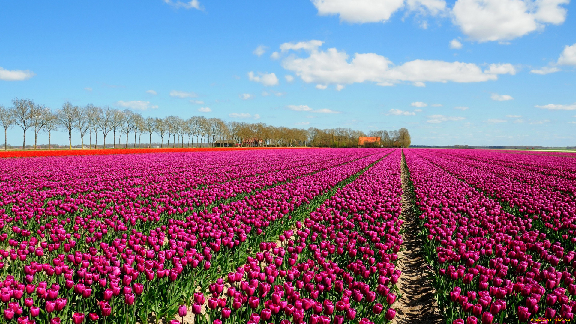 цветы, тюльпаны, облака, небо, поле, много, деревья, домики