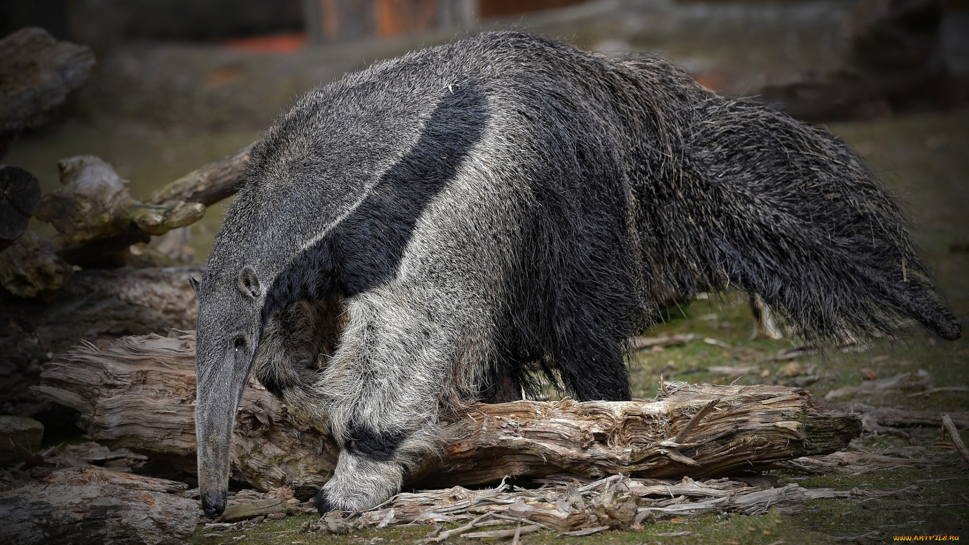 giant, anteater, животные, муравьеды, муравьед, гигантский
