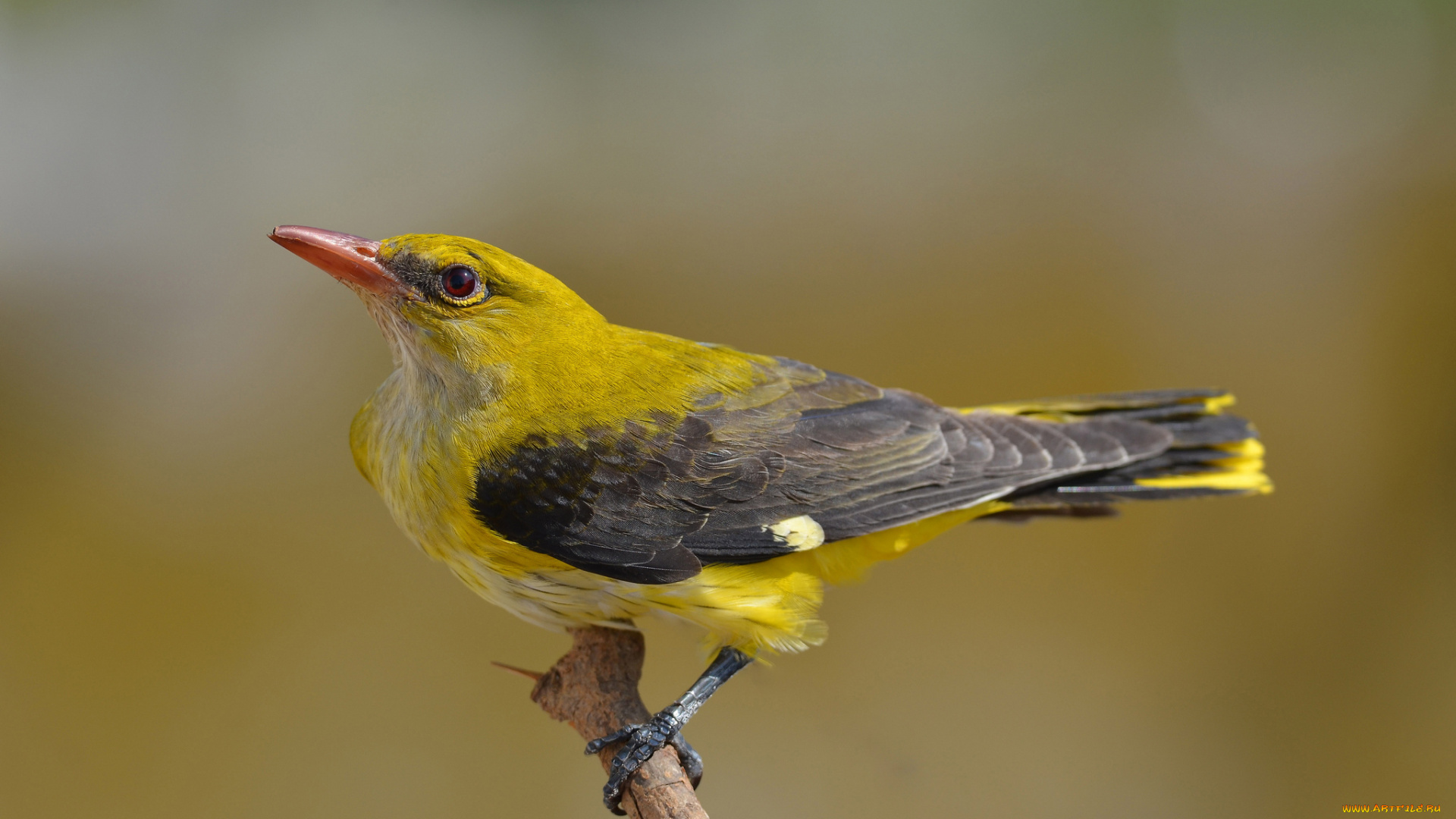 golden, oriole, животные, птицы, иволга