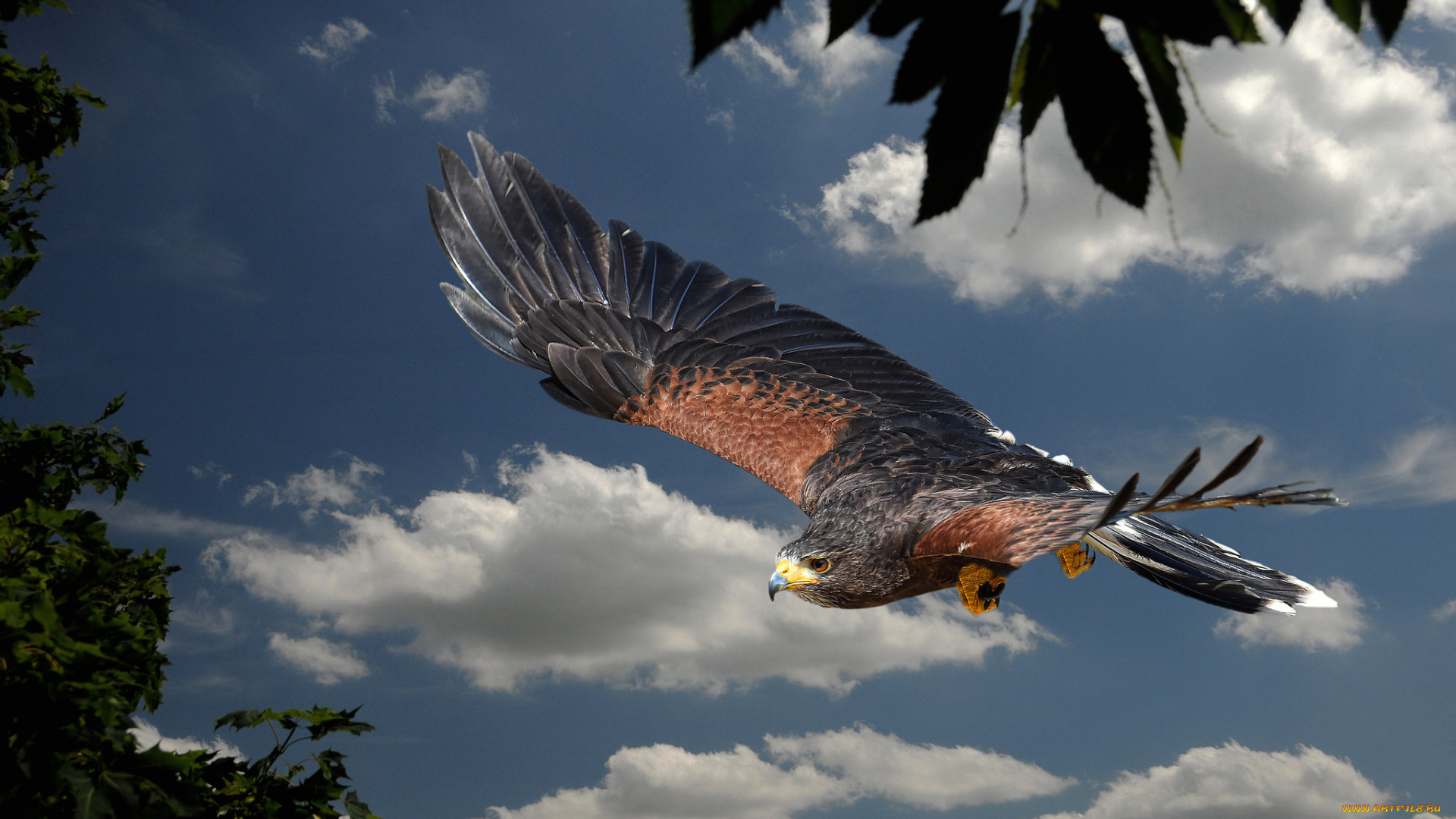 harris, hawk, животные, птицы, -, хищники, ястреб