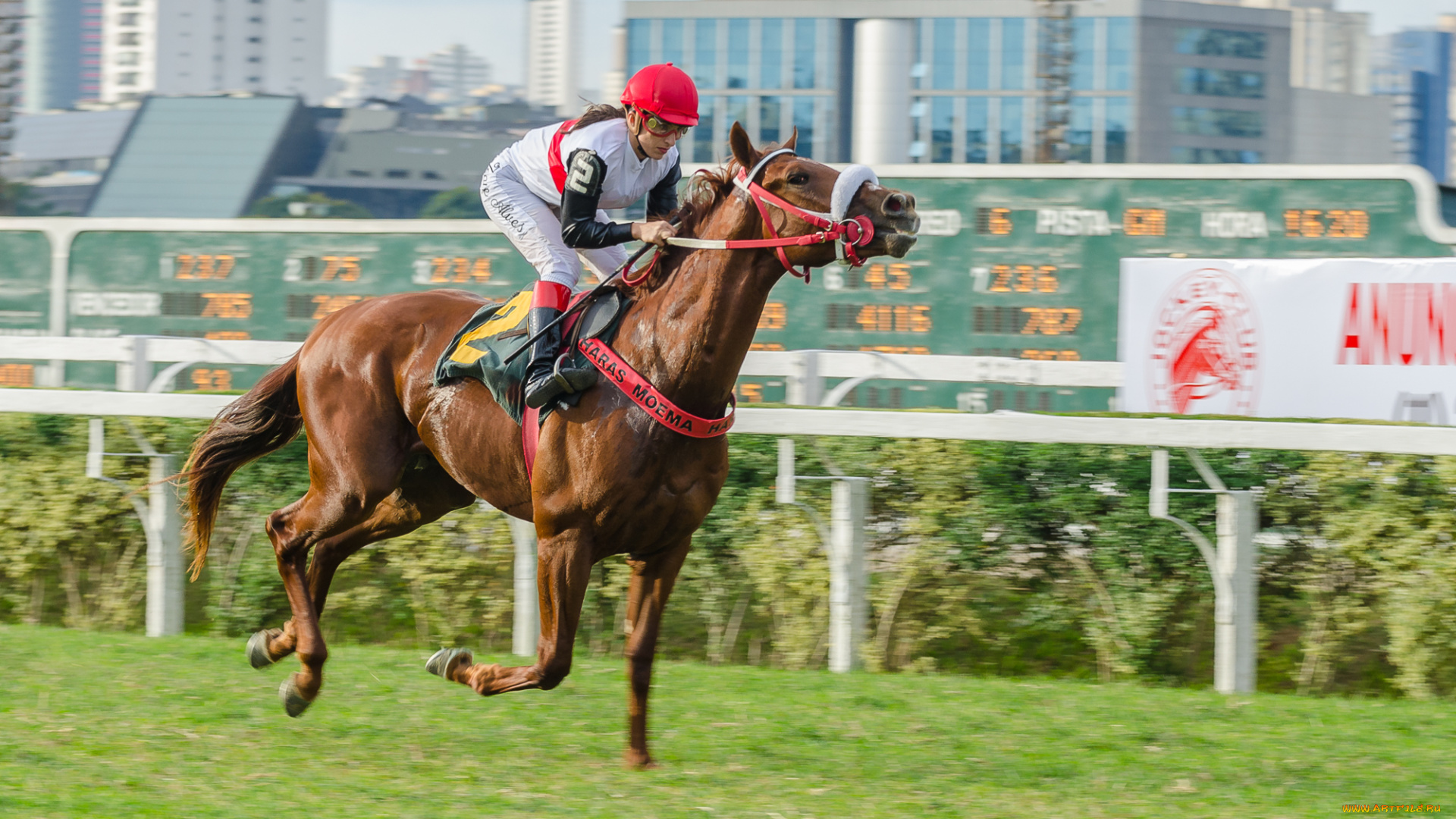 jockey, club, de, s&, 227, o, paulo, спорт, конный, спорт, скачки, жокей, лошадь, ипподром