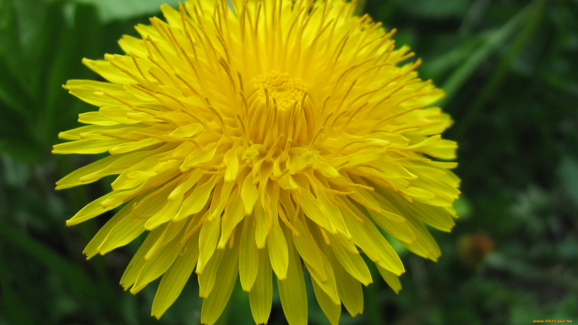 одуванчик, цветы, одуванчики, растение, цветок