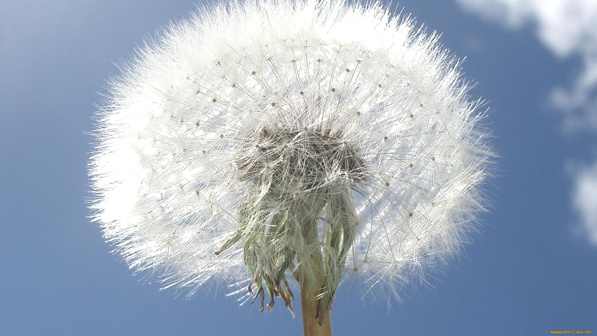 одуванчик, цветы, одуванчики, семена, цветок, растение