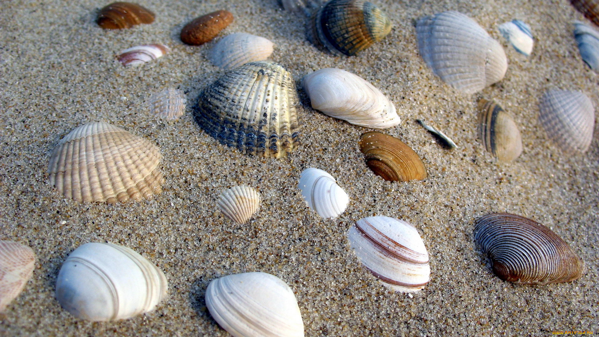 разное, ракушки, , кораллы, , декоративные, и, spa-камни, песок