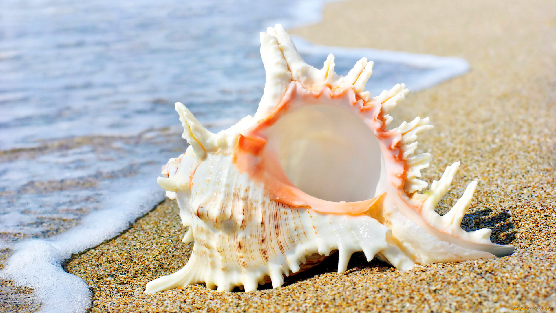 разное, ракушки, , кораллы, , декоративные, и, spa-камни, берег, раковина