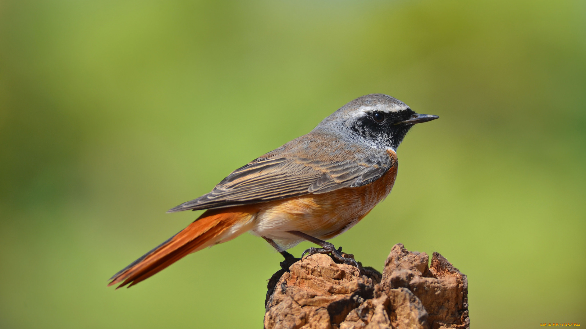 redstart, животные, птицы, горихвостка