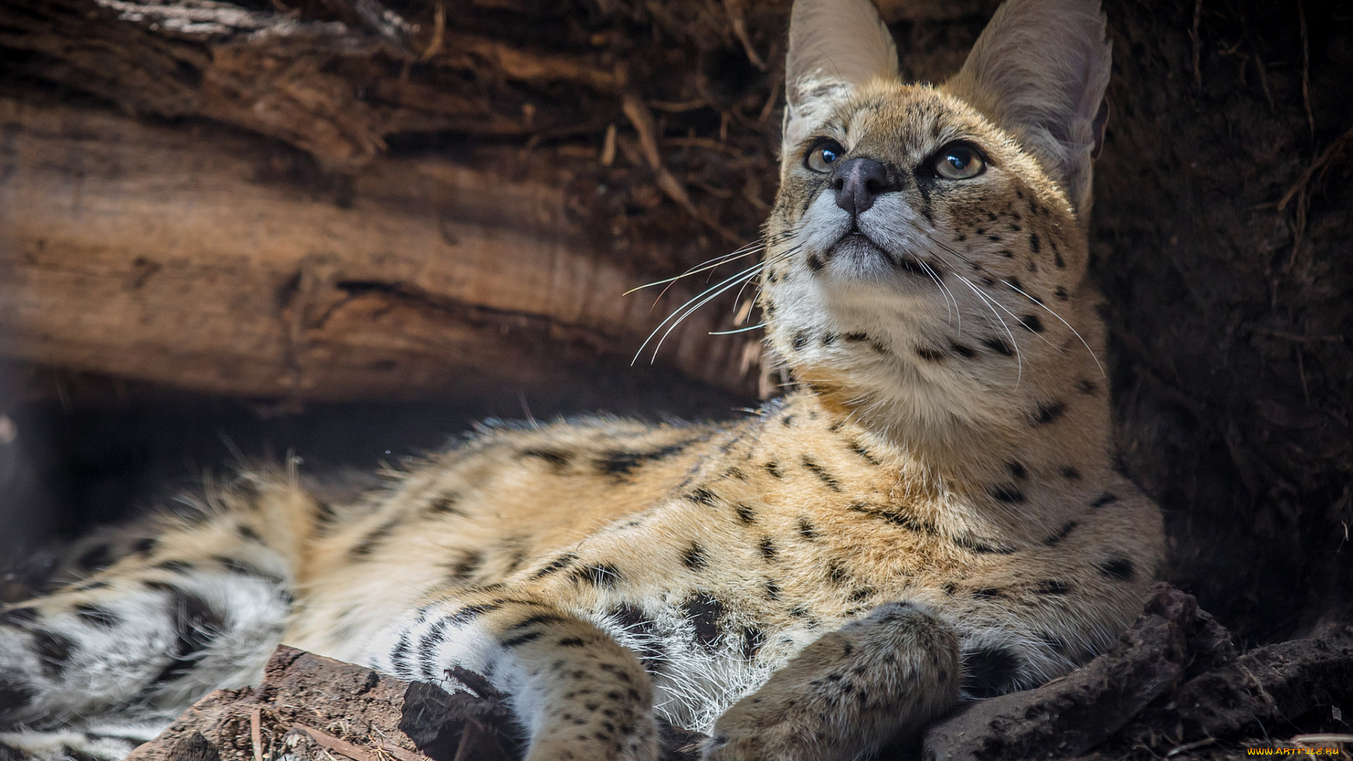 serval, животные, сервалы, сервал