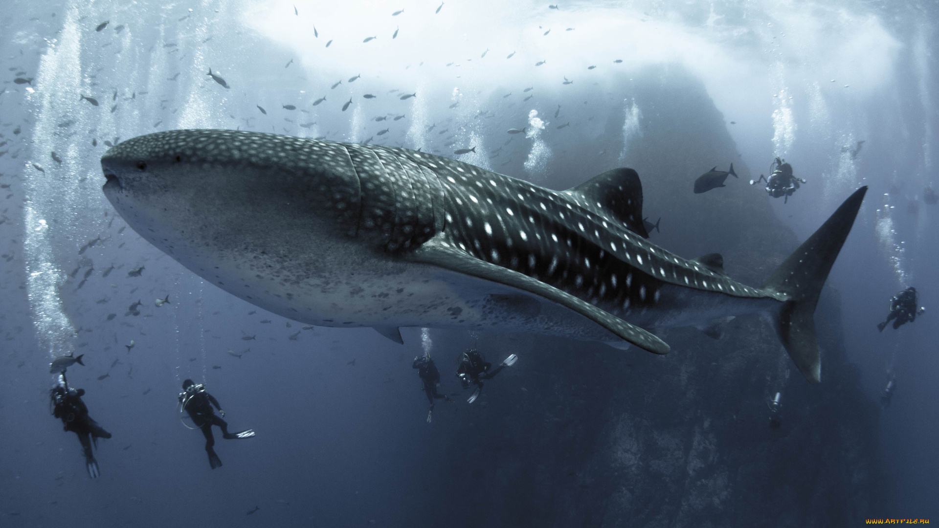 shark, животные, акулы, хищник, подводный, мир, рыбы