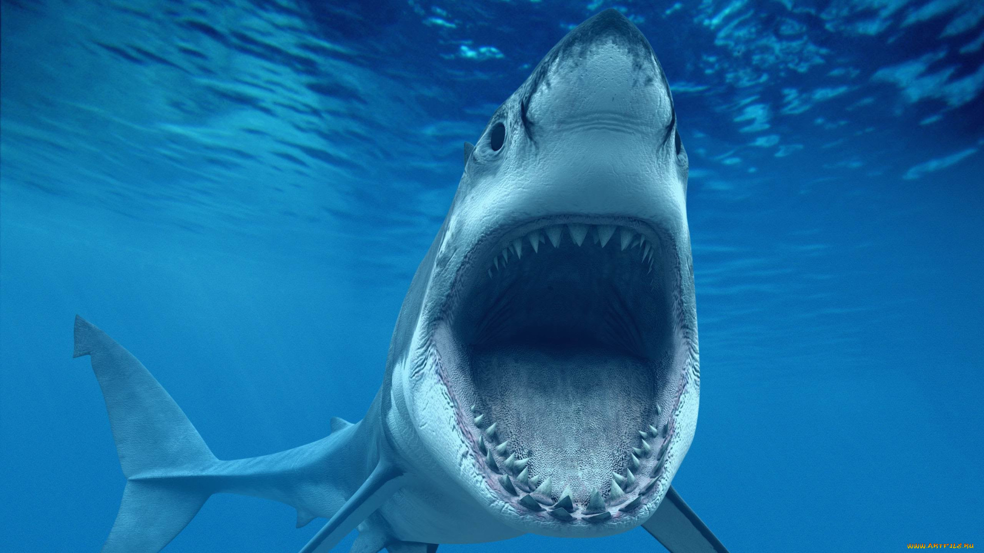 shark, животные, акулы, хищник, подводный, мир, рыбы