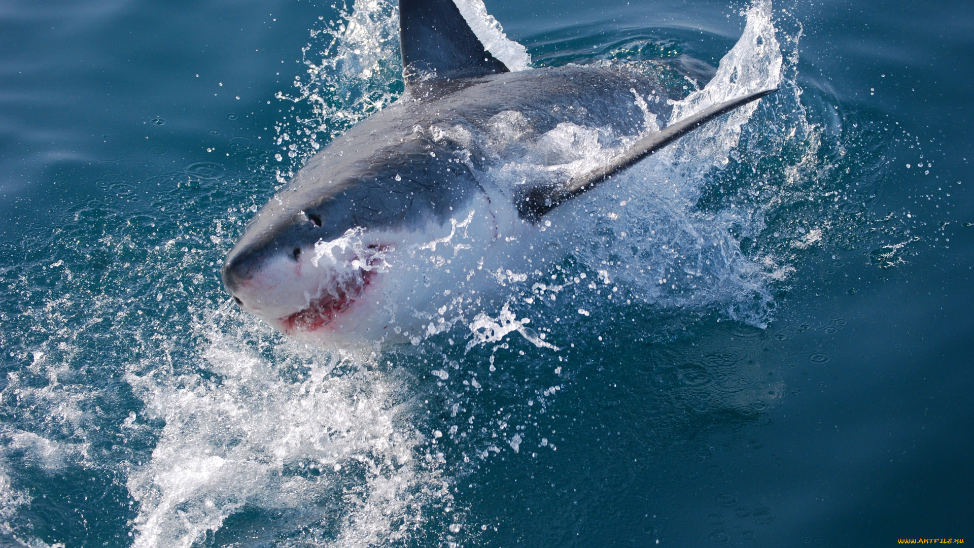 shark, животные, акулы, хищник, подводный, мир, рыбы