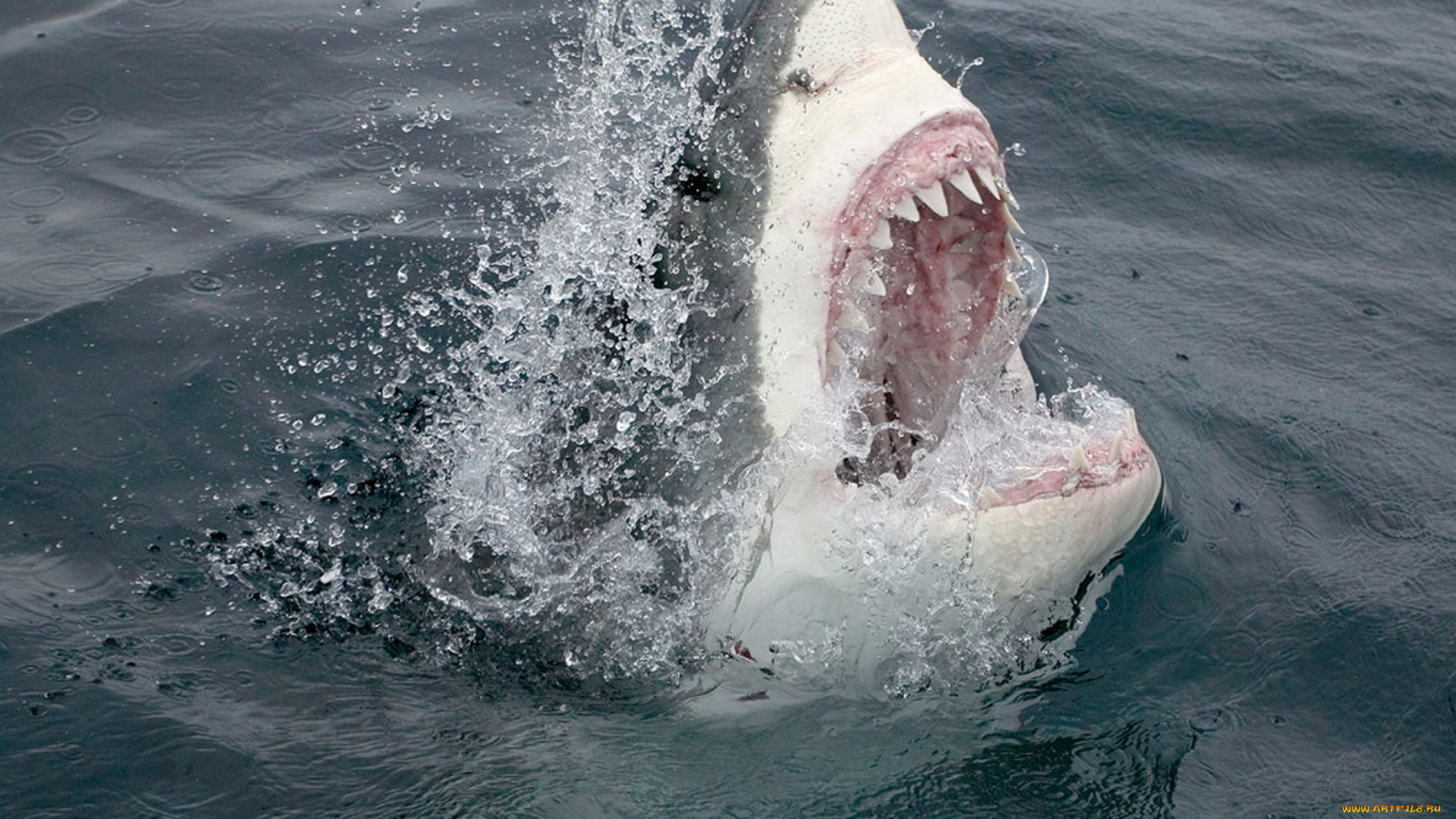 shark, животные, акулы, рыбы, хищник, подводный, мир