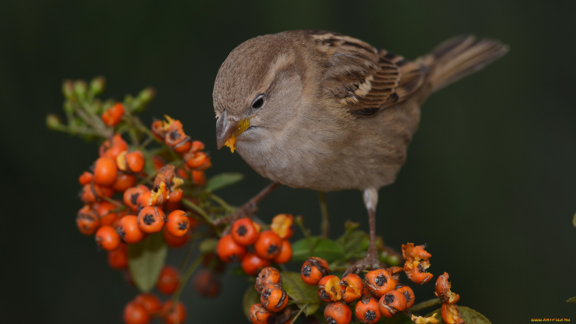 sparrow, животные, воробьи, воробей