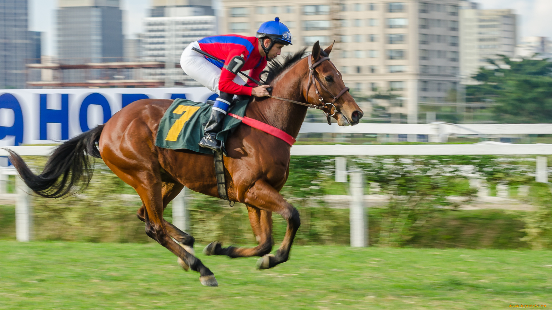 спорт, конный, спорт, ипподром, скачки, жокей, лошадь