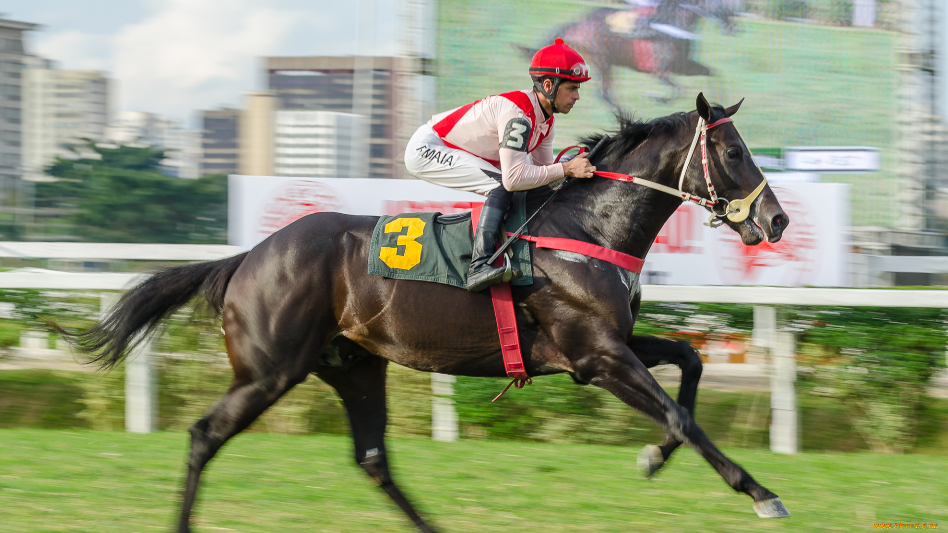 спорт, конный, спорт, скачки, лошадь, жокей, ипподром