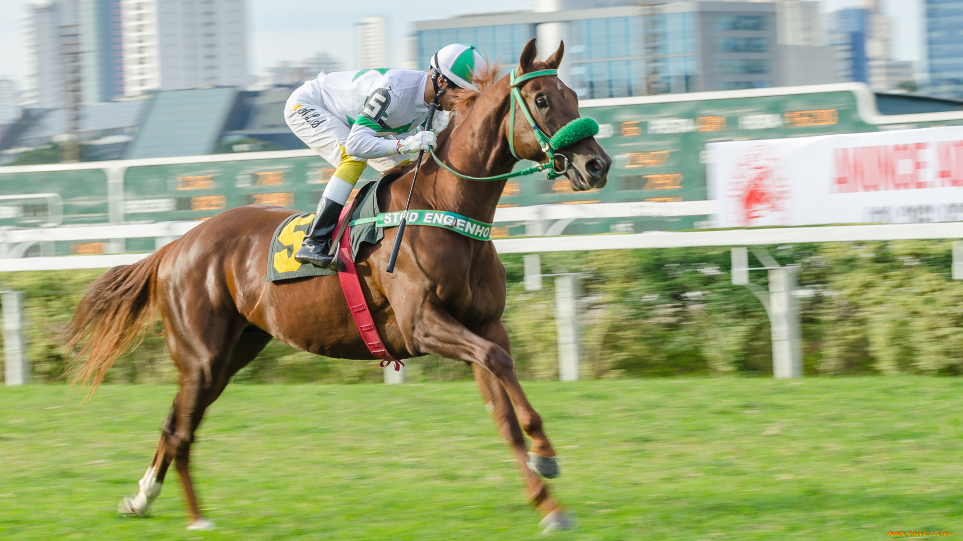 спорт, конный, спорт, скачки, жокей, лошадь, ипподром