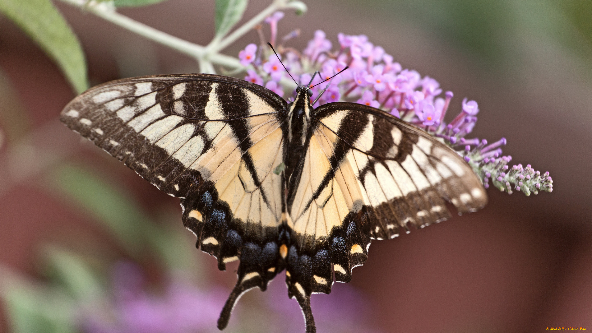 животные, бабочки, , мотыльки, , моли, бабочка