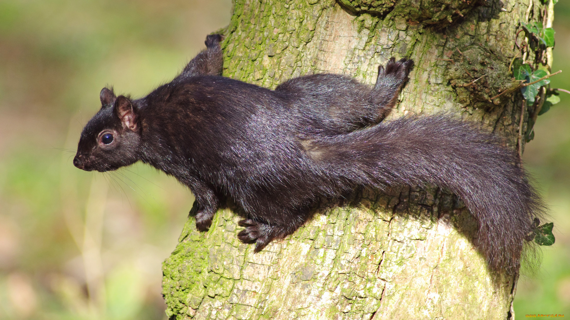 животные, белки, белка