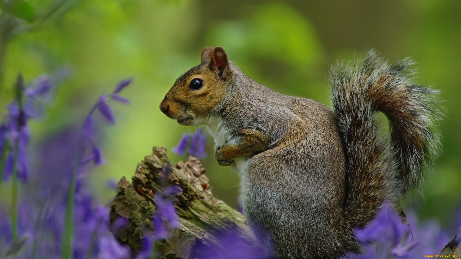 животные, белки, белка