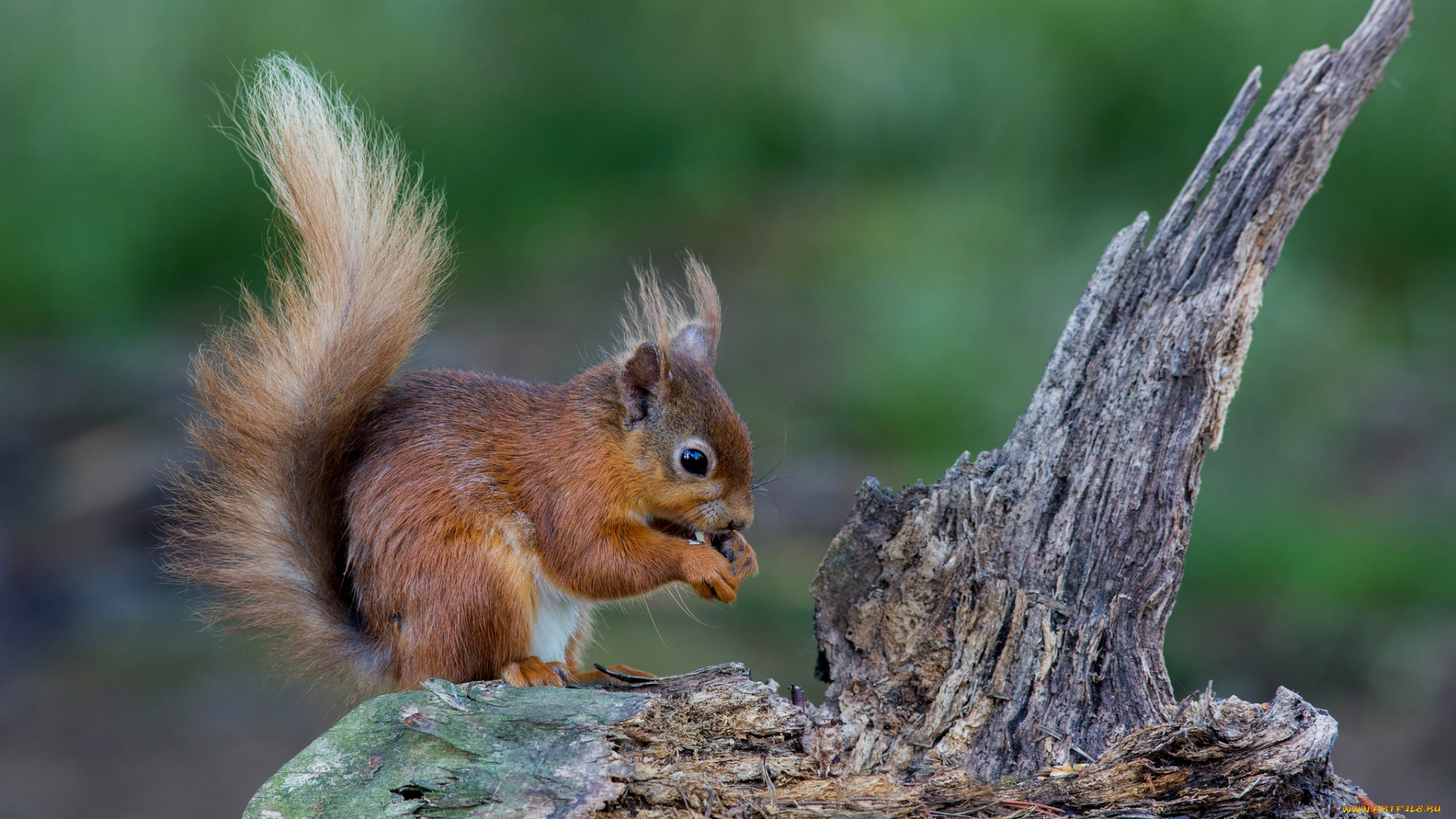 животные, белки, белка