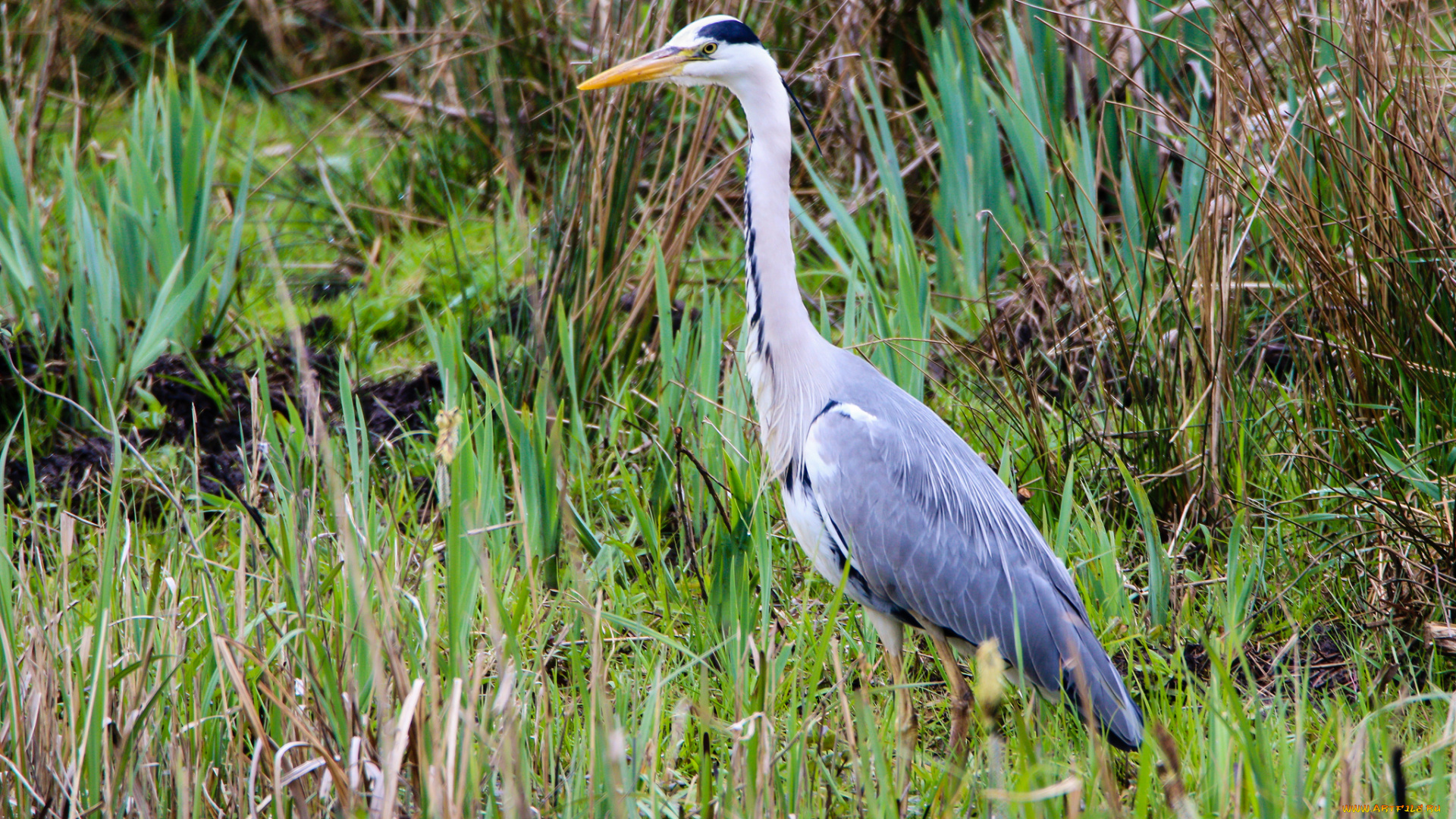 животные, цапли, , выпи, серая, цапля