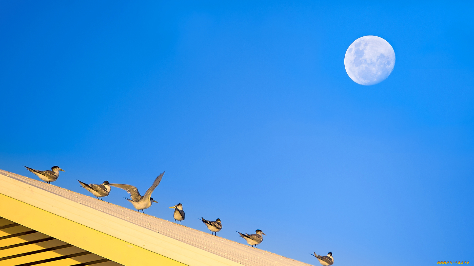 животные, Чайки, , бакланы, , крачки, крыша, луна, небо, птицы