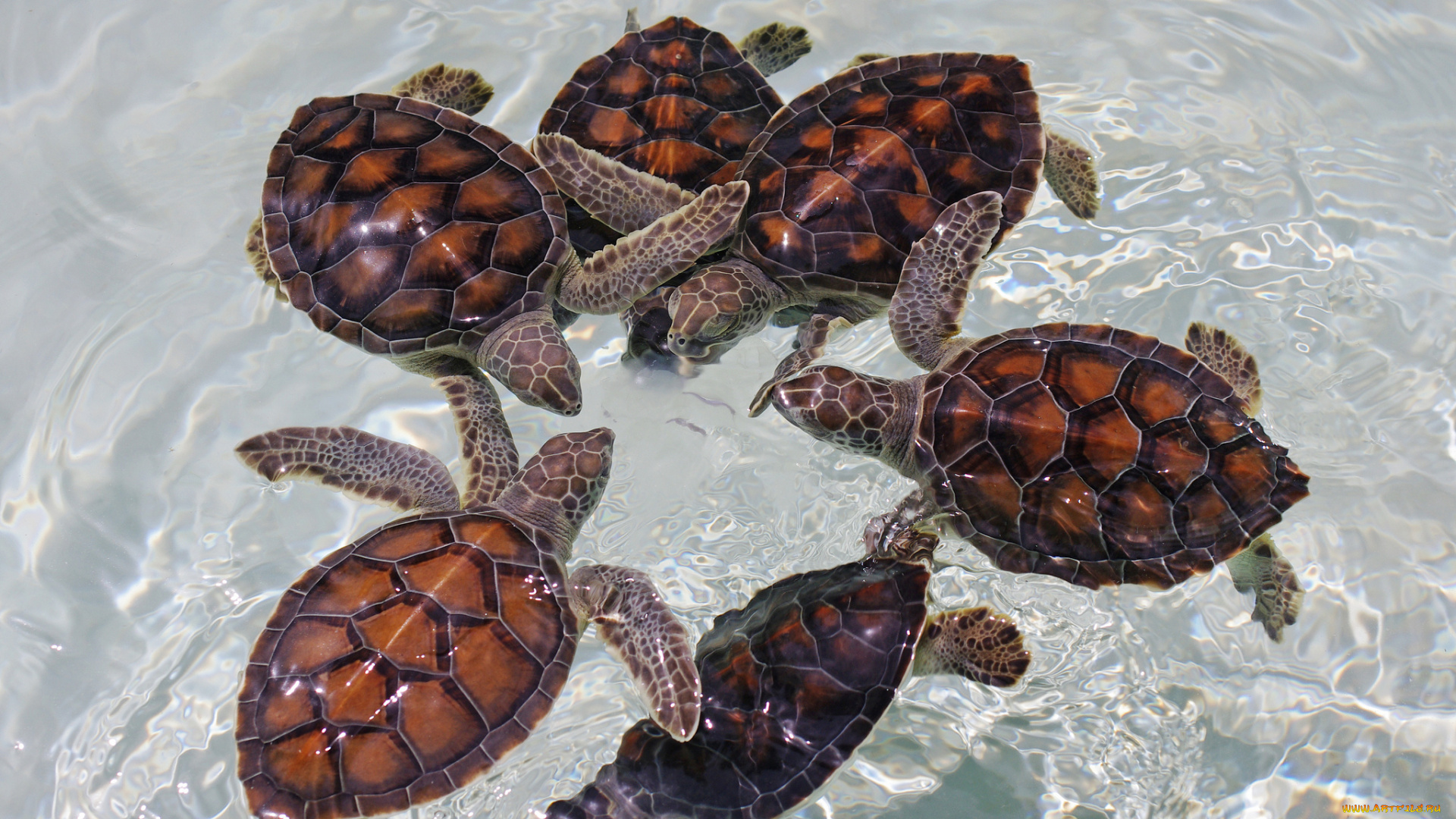 животные, Черепахи, круг, вода
