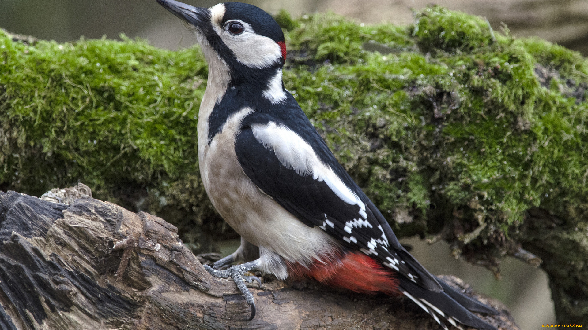 животные, дятлы, дятел