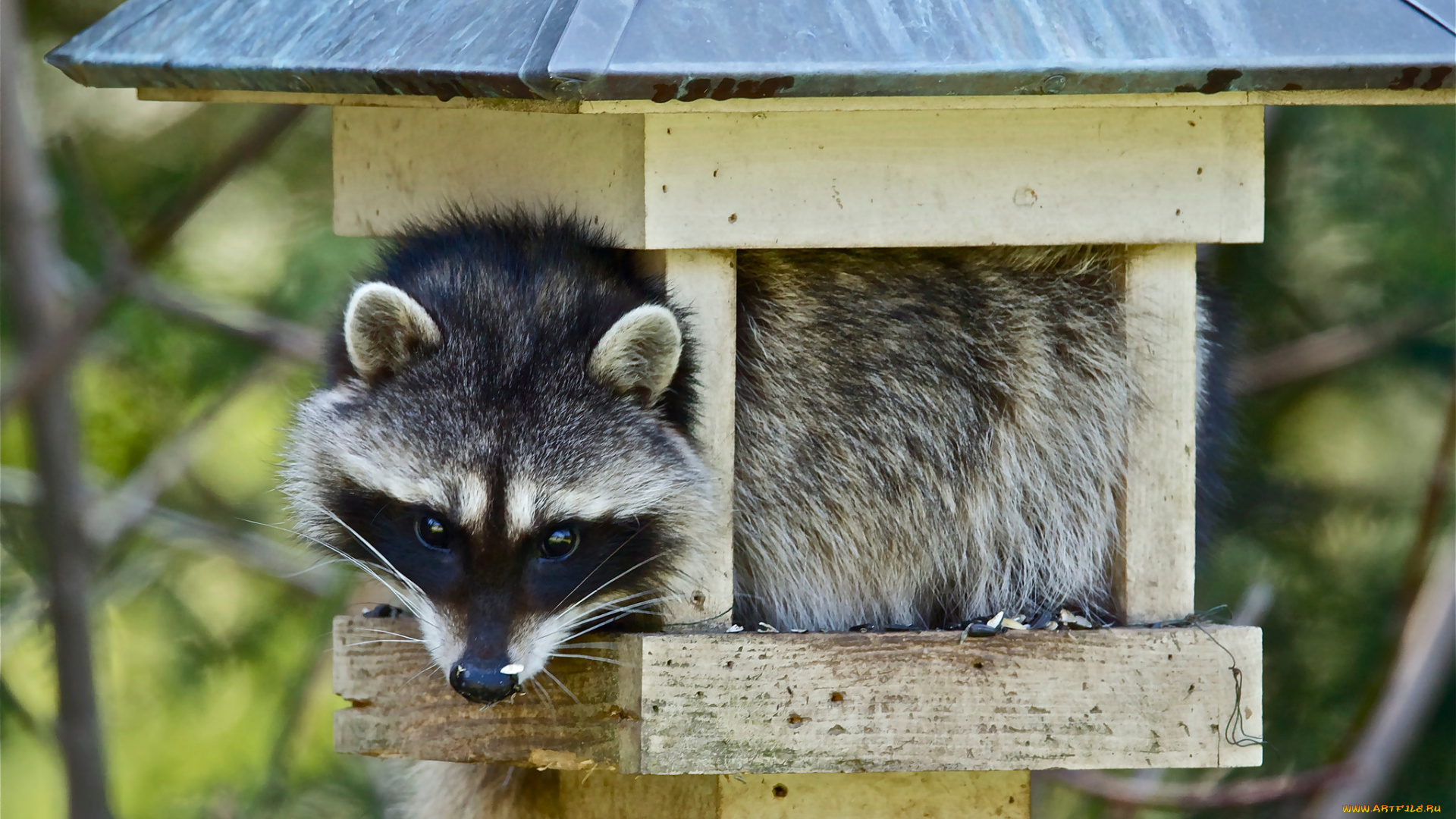 животные, еноты, енот