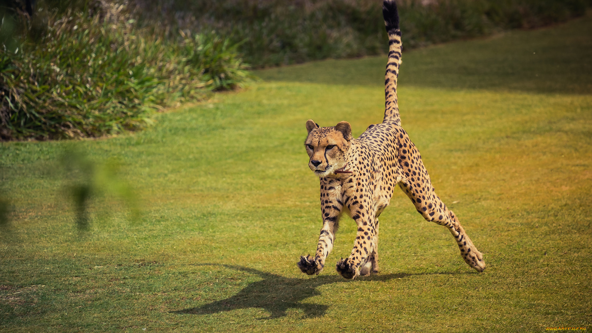 животные, гепарды, гепард