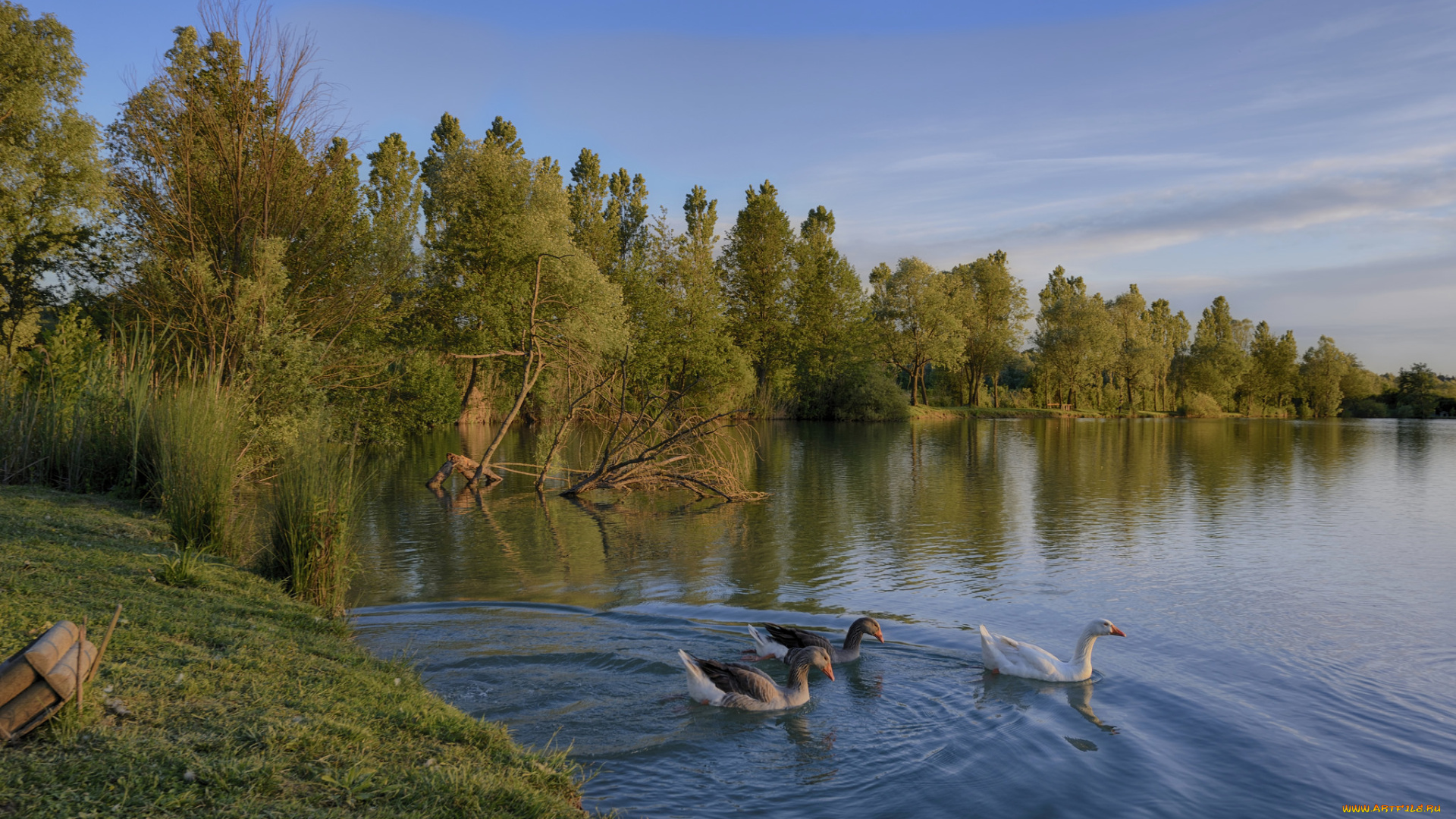 животные, гуси, лес, река, птицы