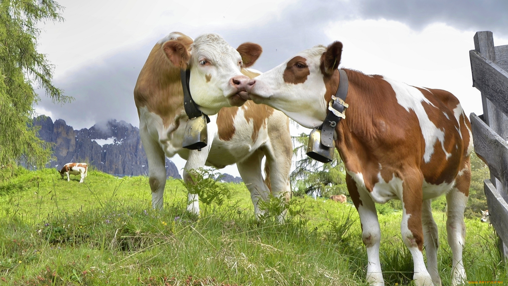 животные, коровы, , буйволы, буренки