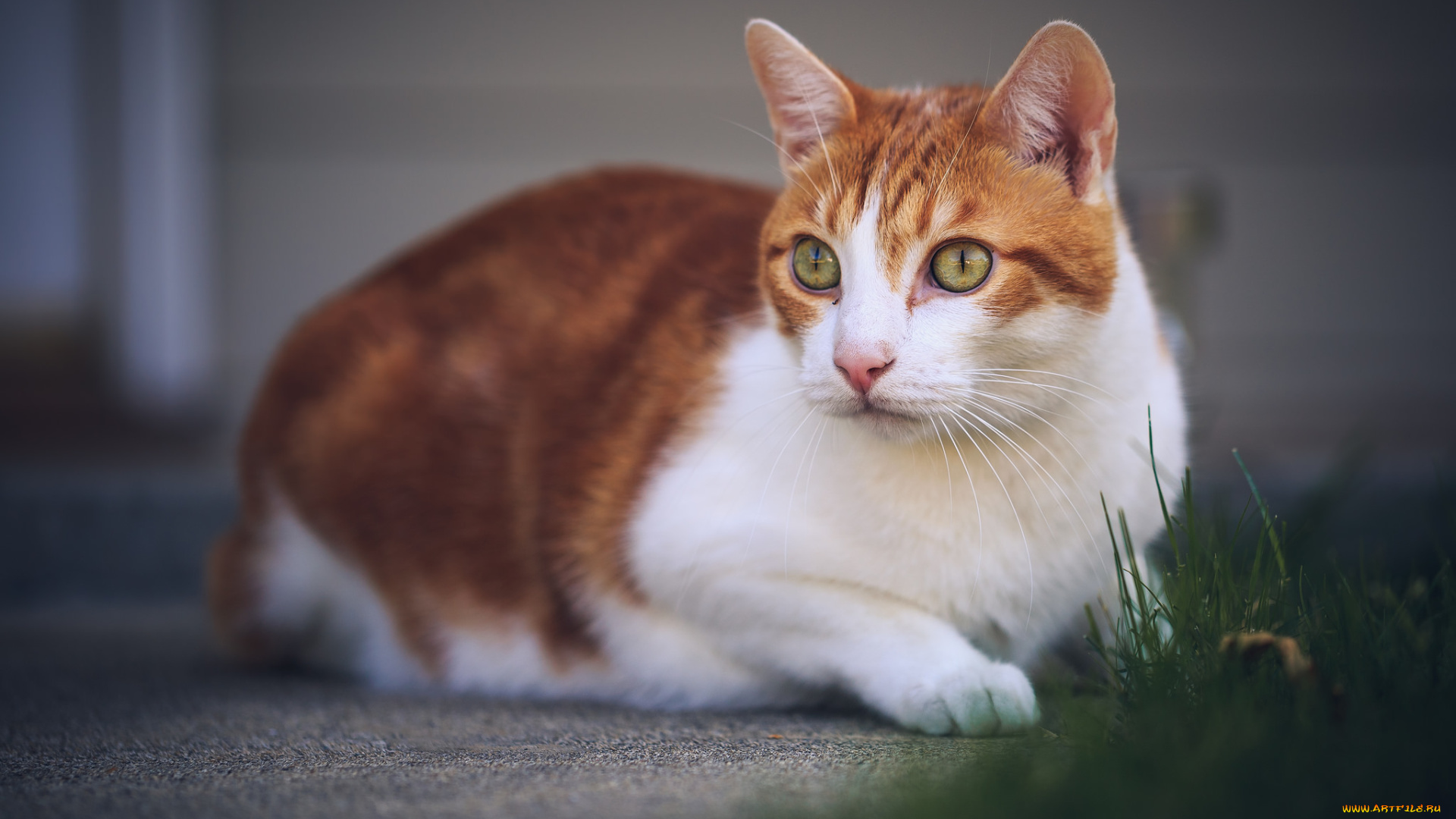 животные, коты, киса