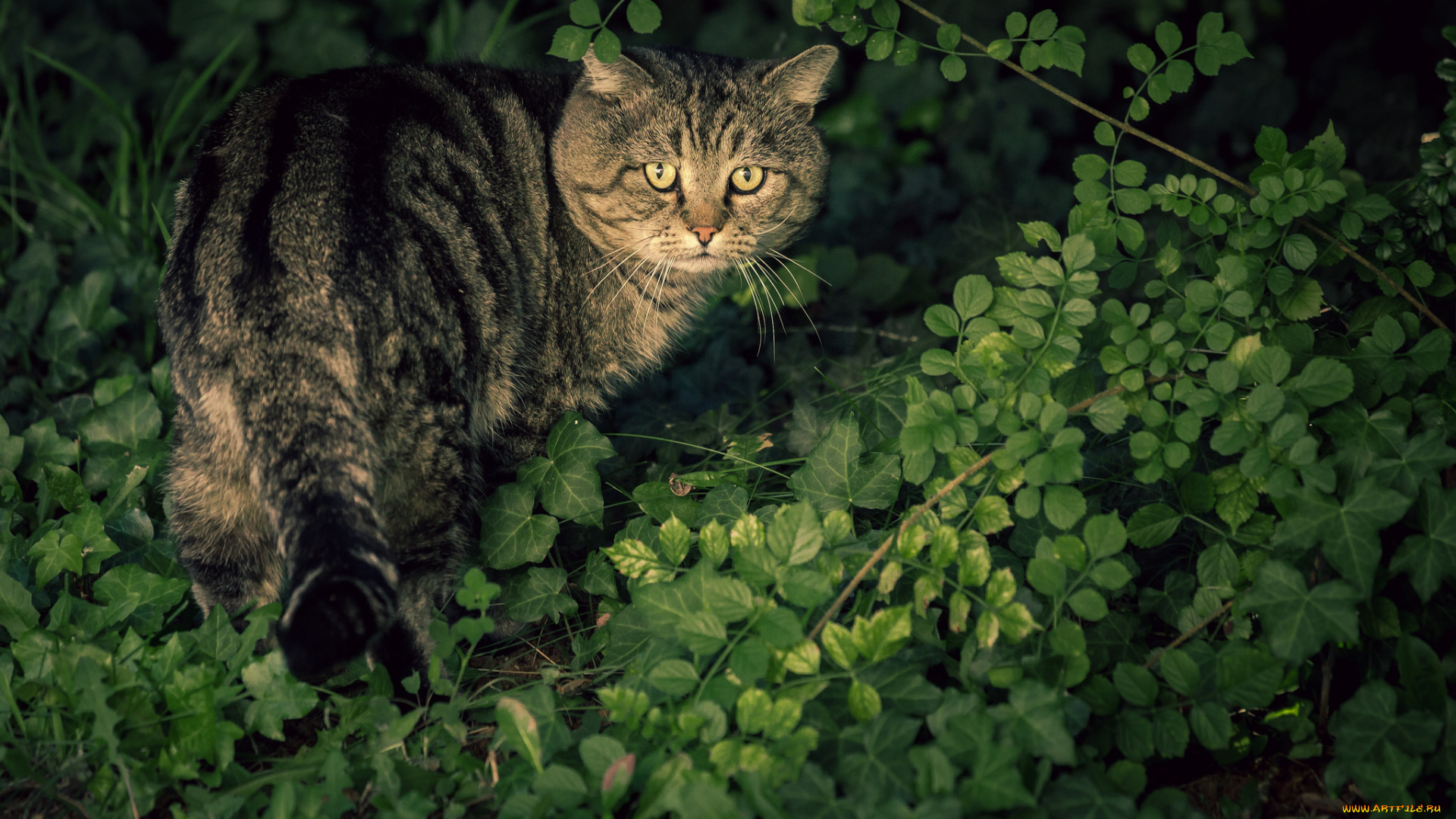 животные, коты, котяра