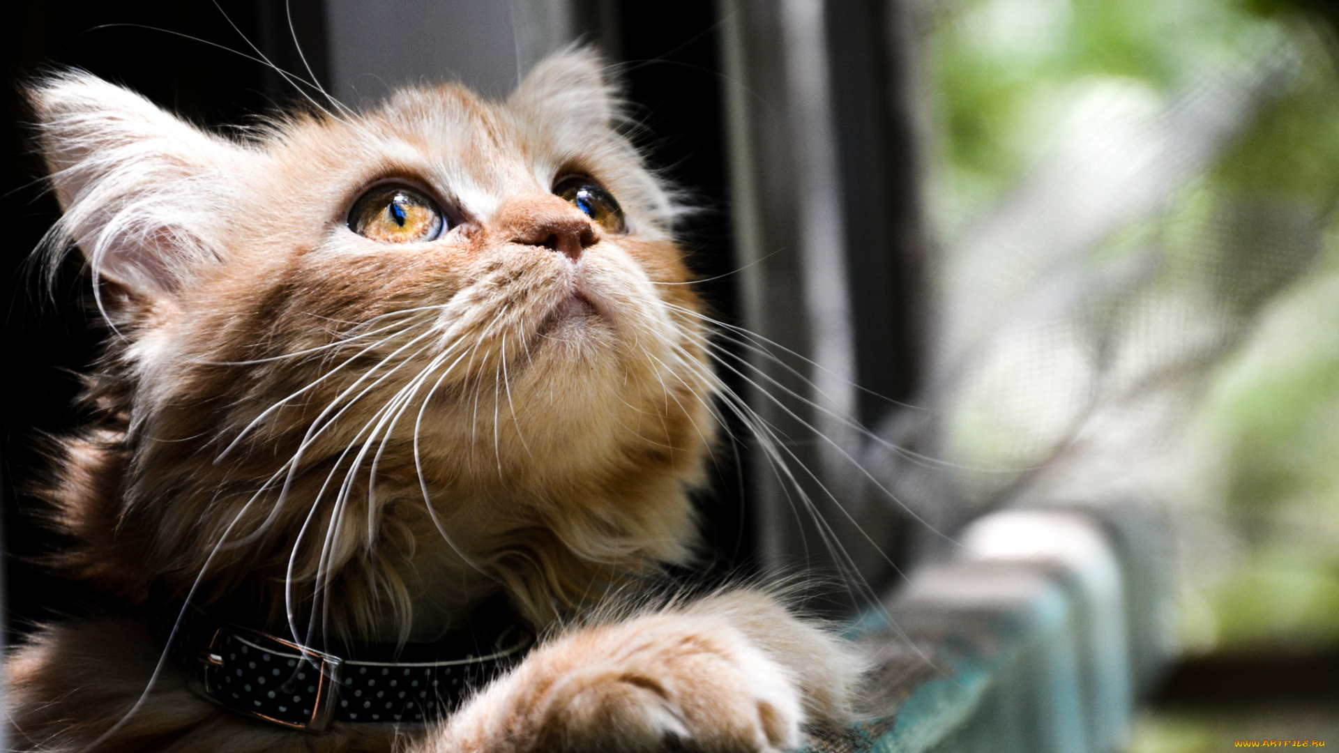 животные, коты, смотрят, глаза, кот, кошка, котэ