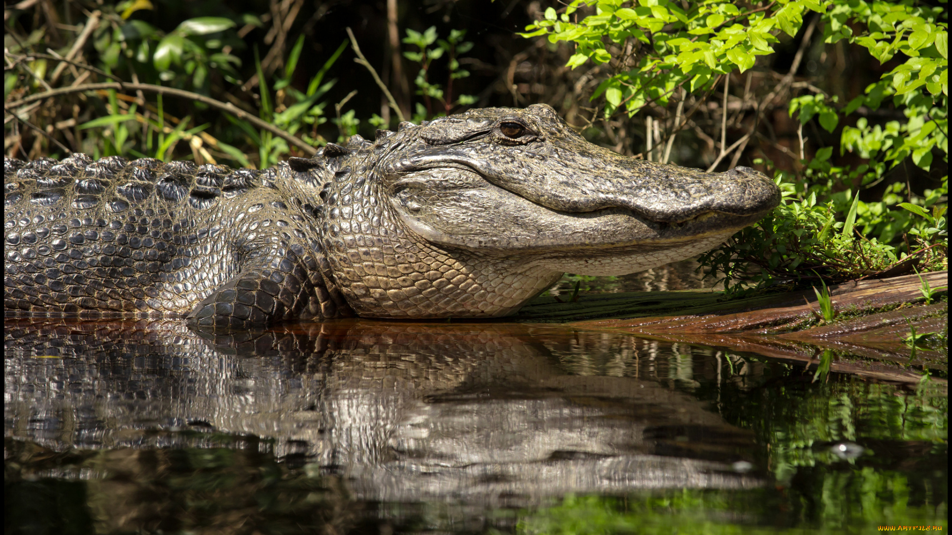 животные, крокодилы, крокодил