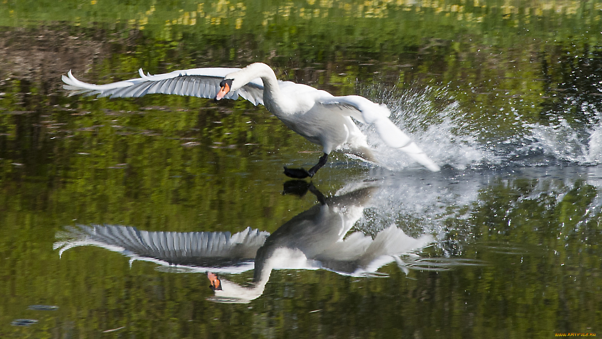 животные, лебеди, приводнение