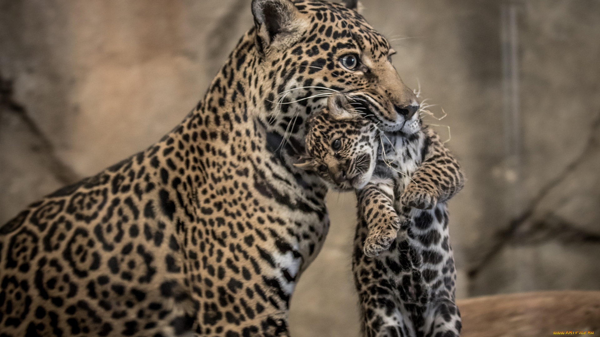 животные, леопарды, котенок, мамаша