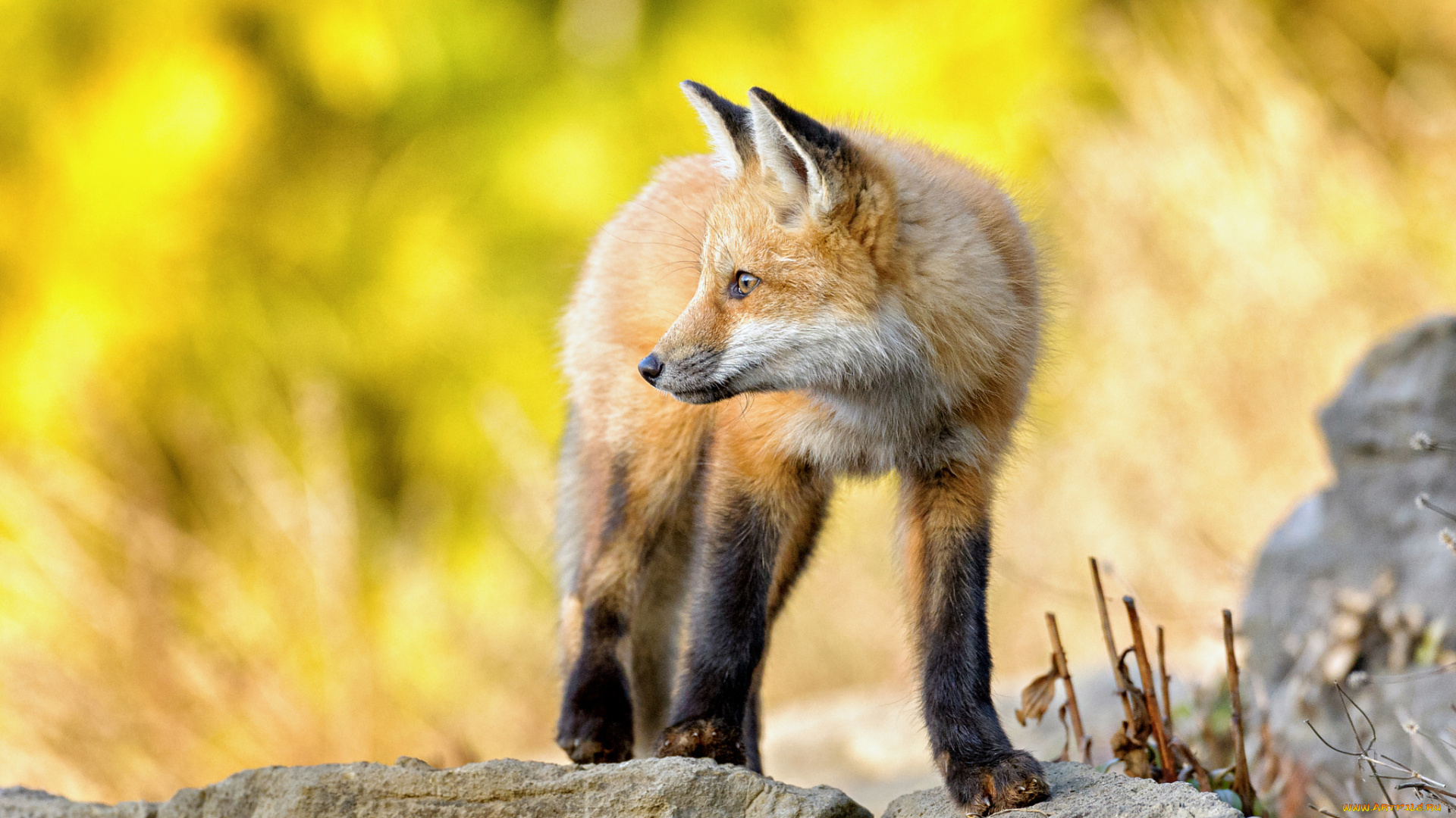 животные, лисы, камни, взгляд, лиса, лисенок, стойка, лис