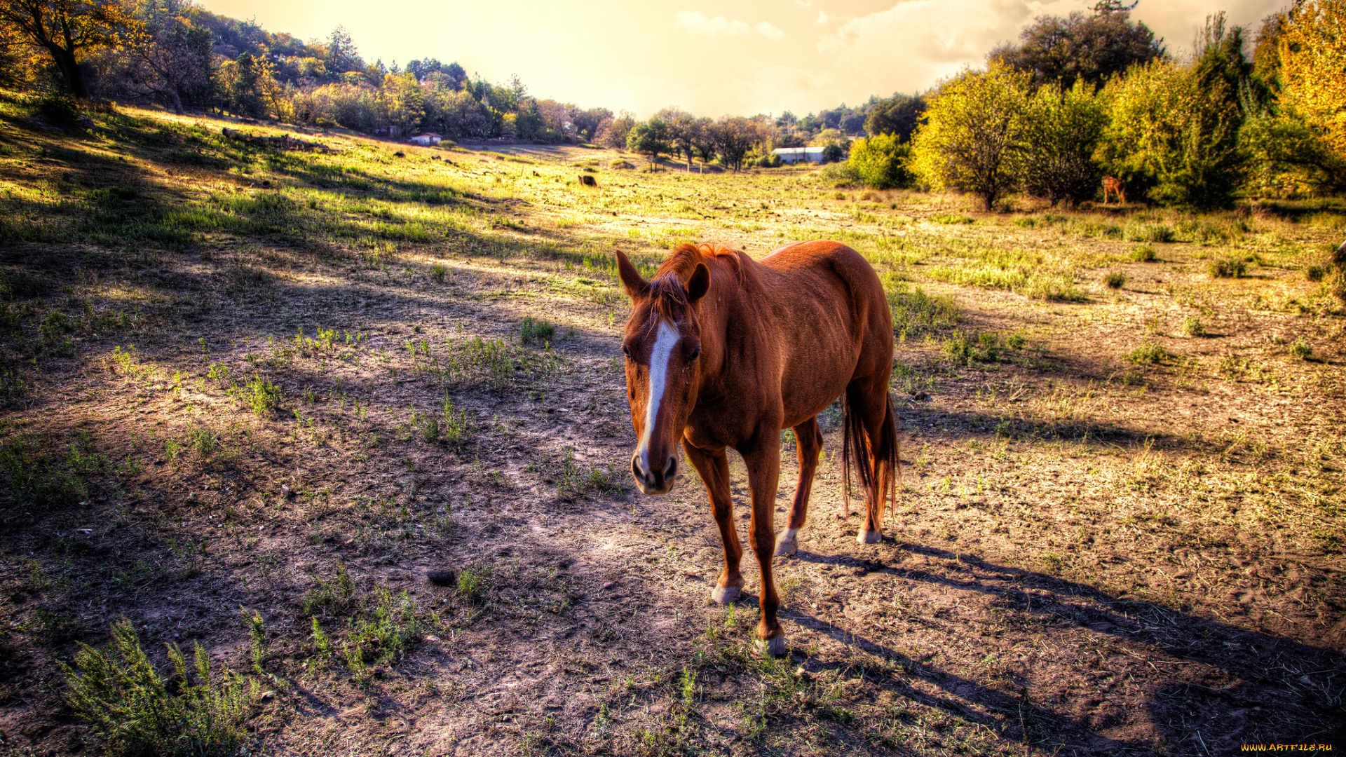 животные, лошади, лошадка
