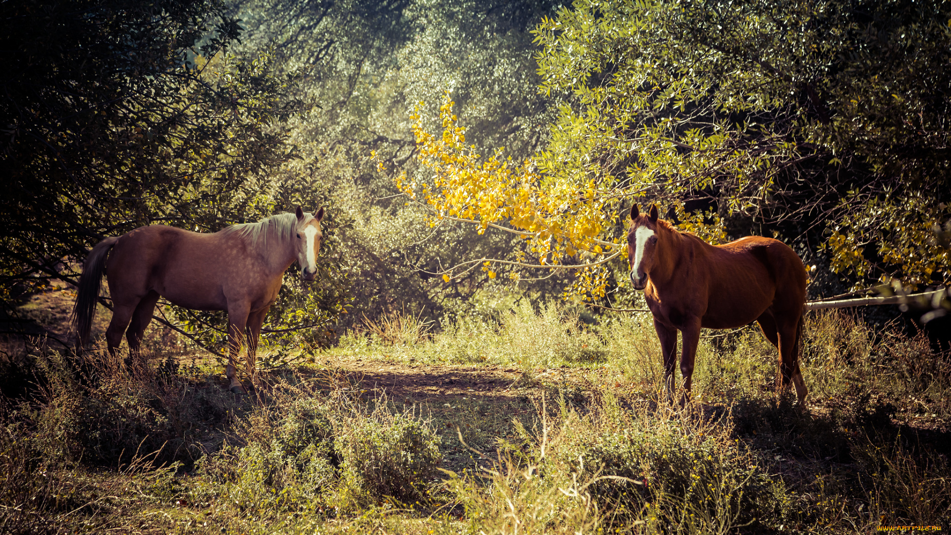 животные, лошади, лошадка