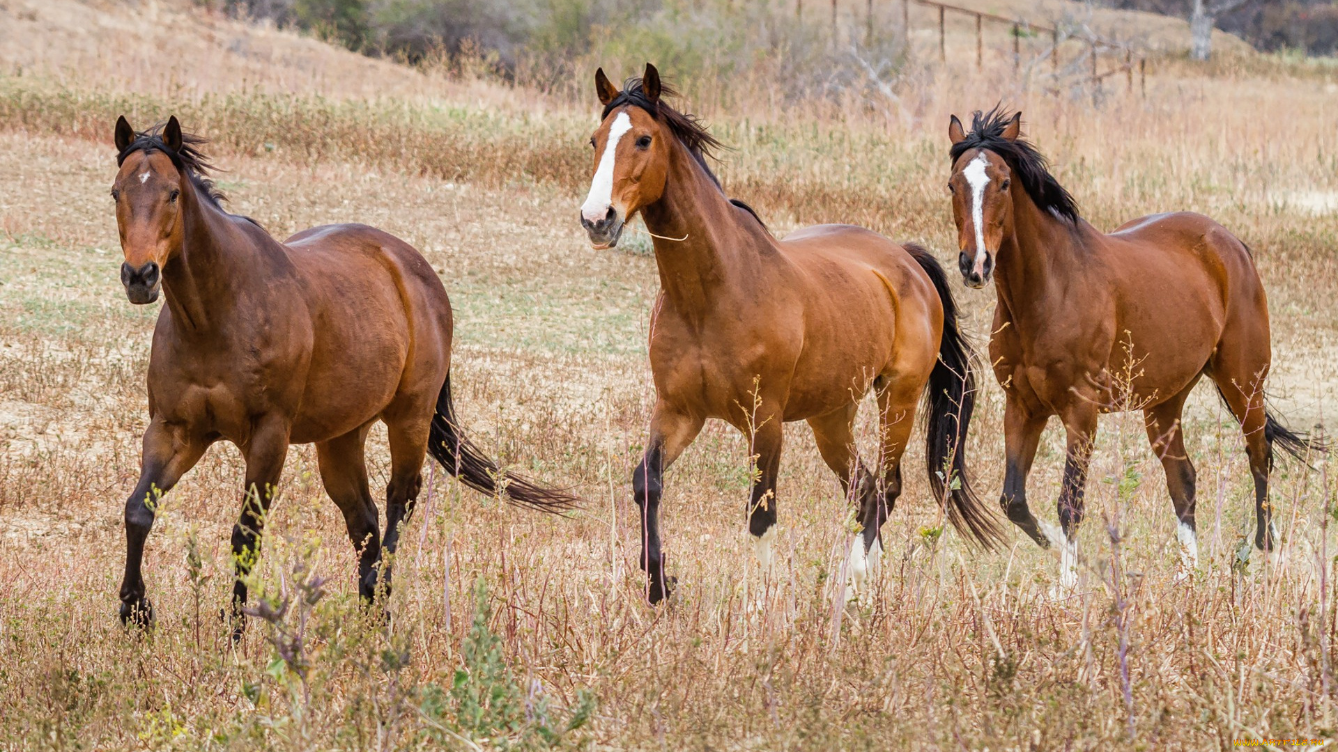 животные, лошади, лошадки