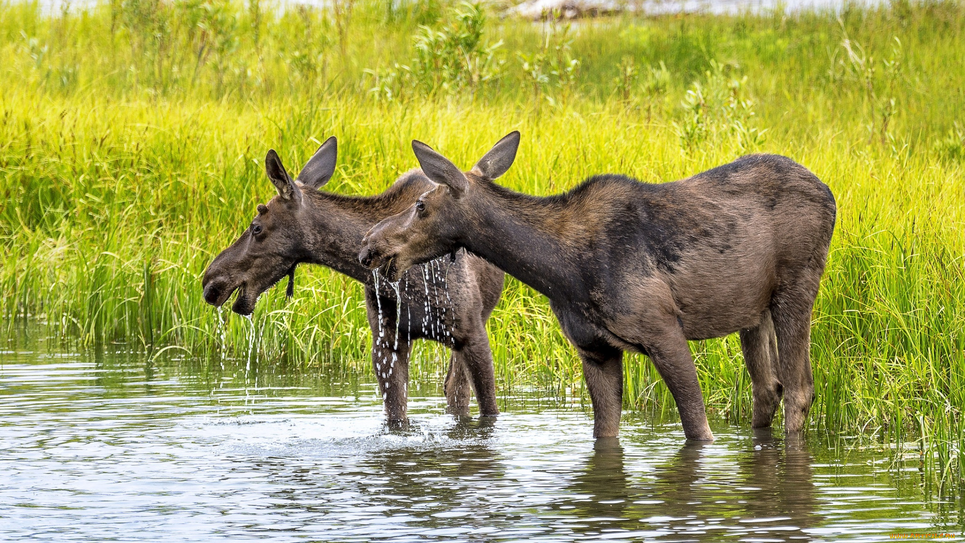 животные, лоси