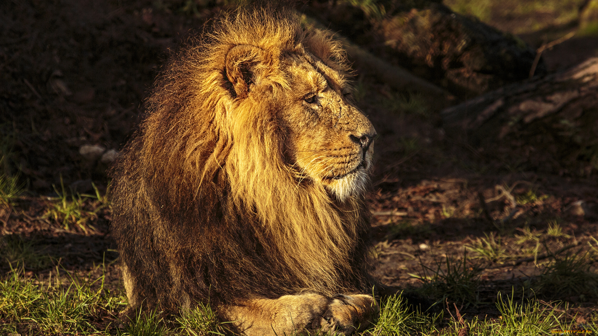 животные, львы, грива, лев